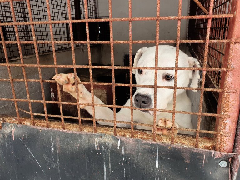 Animal welfare group finds systemic neglect at public dog shelters in Romania | iNFOnews.ca