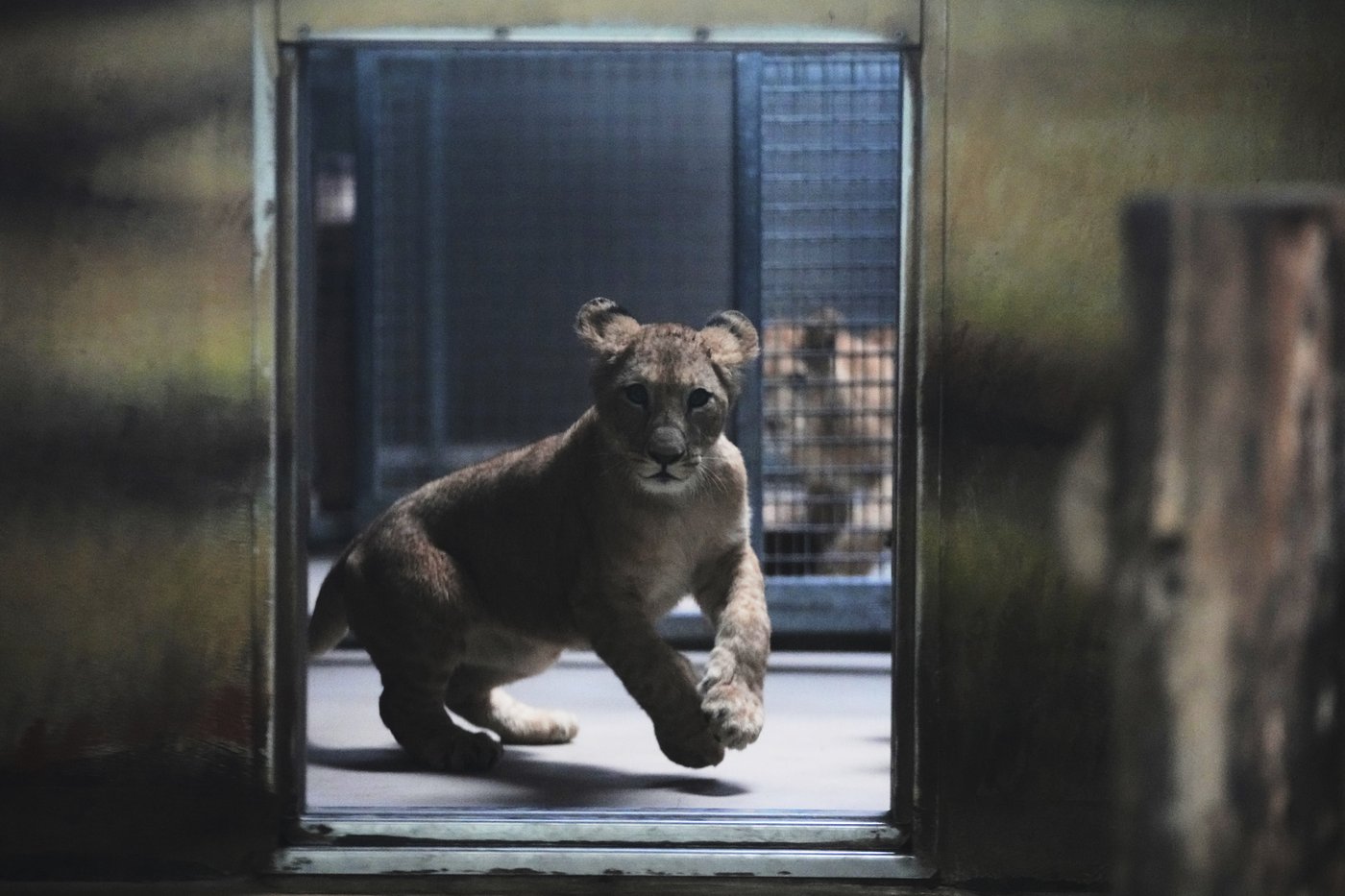 Czech zoo welcomes 4 rare Barbary lion cubs whose population is extinct in the wild | iNFOnews.ca