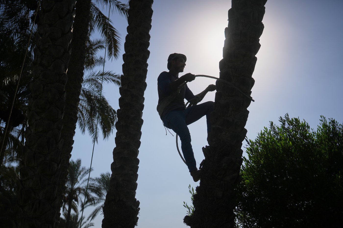 Photos capture the date harvest in an Egyptian village near Cairo | iNFOnews.ca
