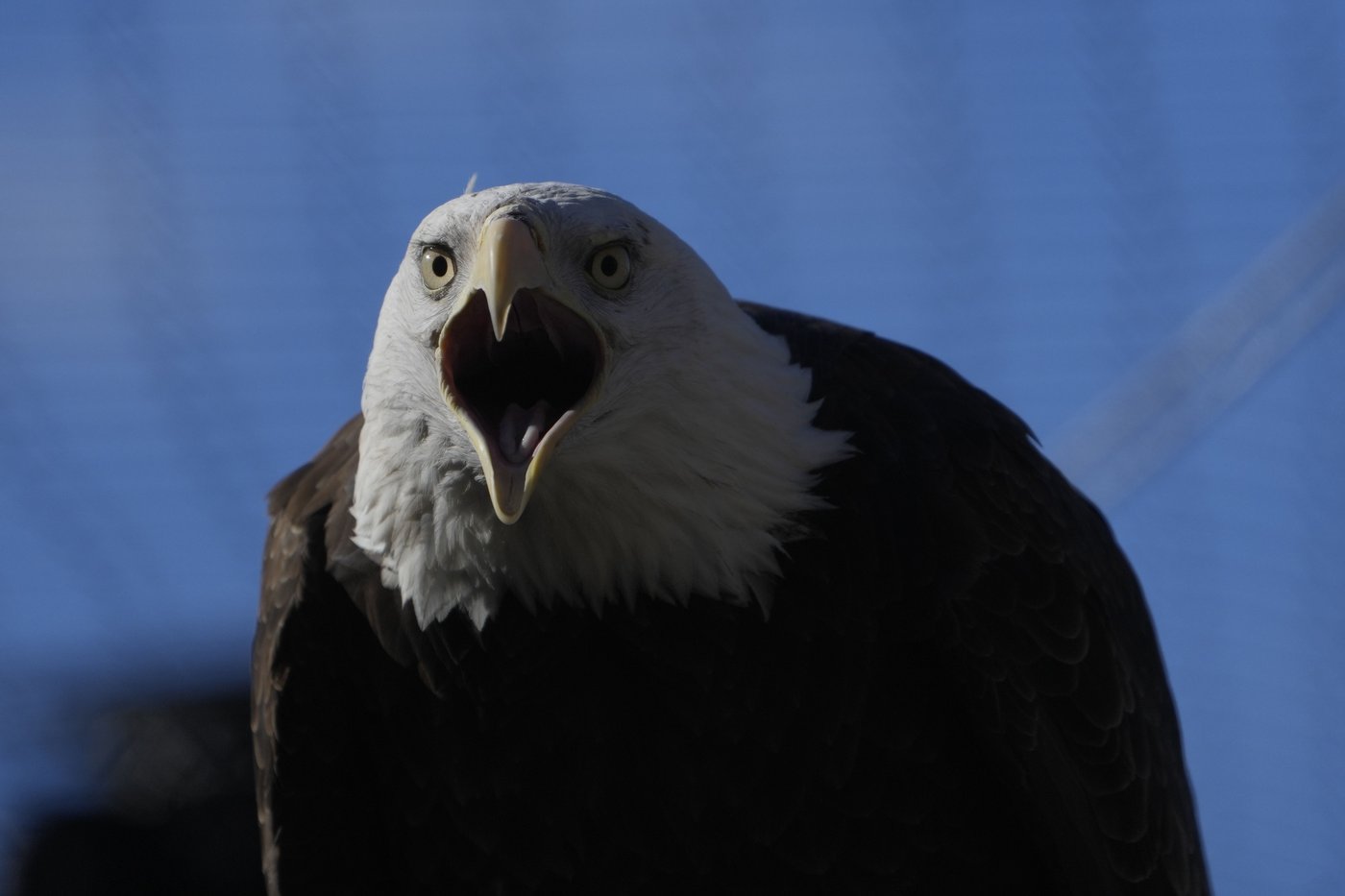 American bald eagles are having a moment, ecologically and culturally | iNFOnews.ca American bald eagles are having a moment, ecologically and culturally | iNFOnews.ca