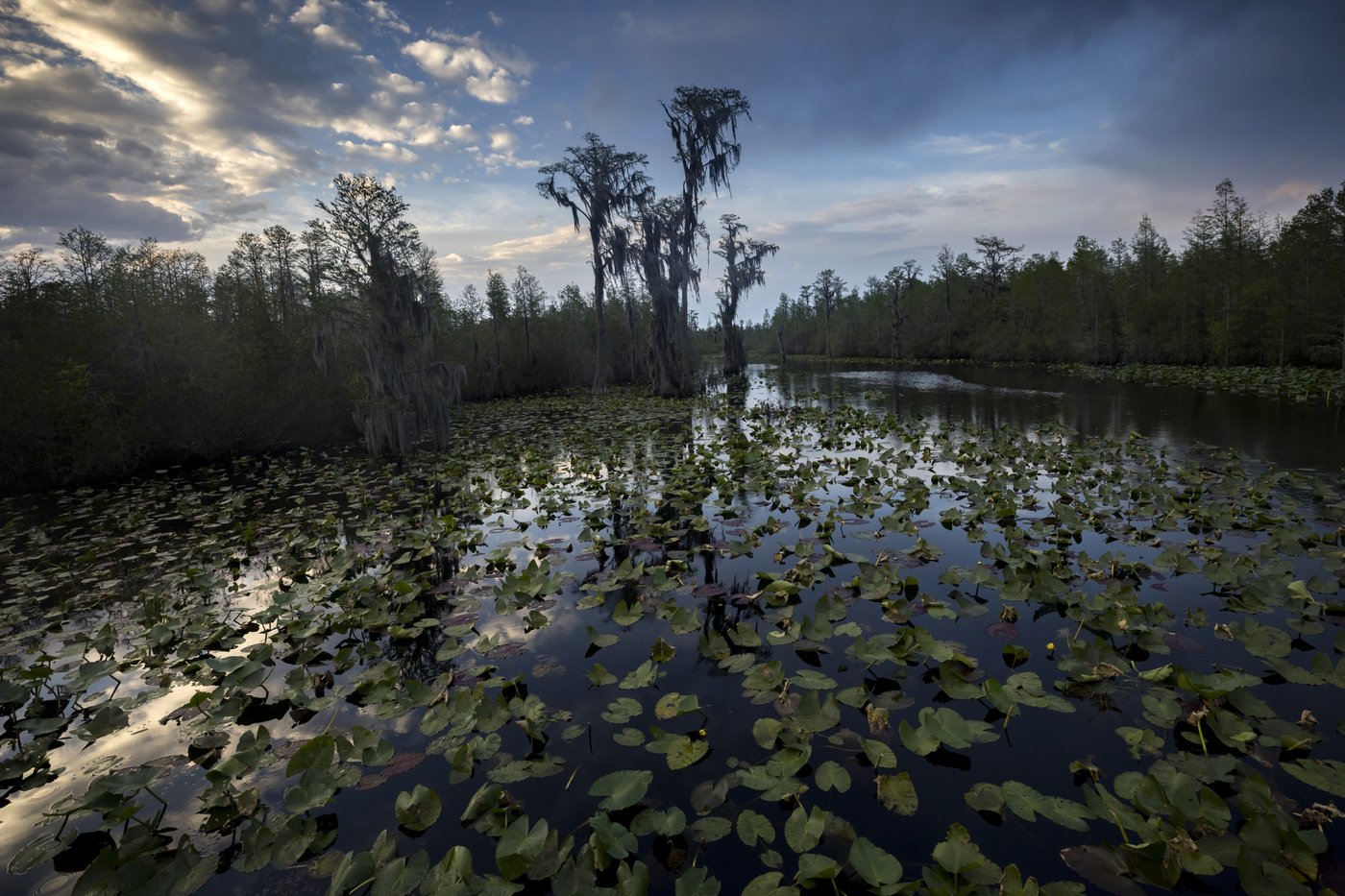 Agency approves expanding Okefenokee wildlife refuge, setting up possible buyout of mining project | iNFOnews.ca