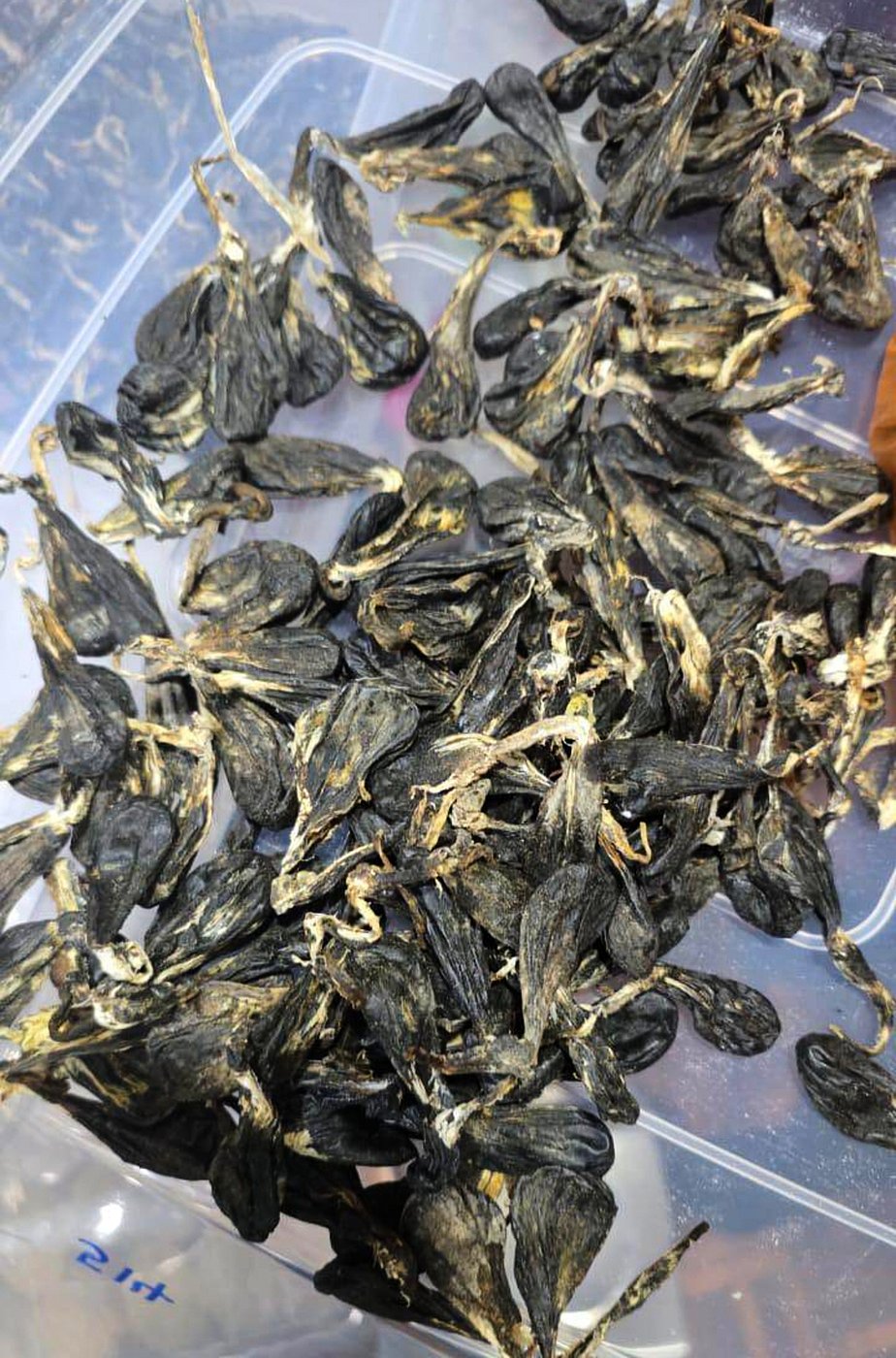 Vietnamese man pleads guilty to possessing protected python parts in Malaysia | iNFOnews.ca