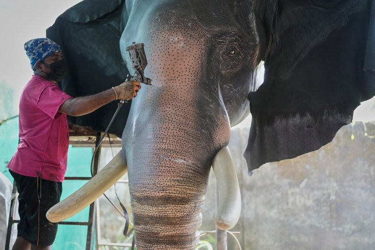 Robotic elephants are replacing live ones at Kerala temple festivals, in photos | iNFOnews.ca