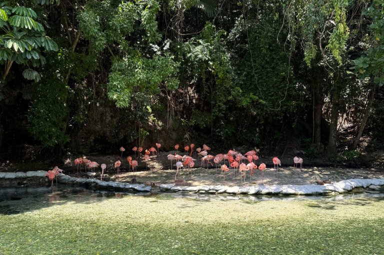 Dominican Republic's zoo offers home for confiscated animals as seizures of exotic species soar | iNFOnews.ca