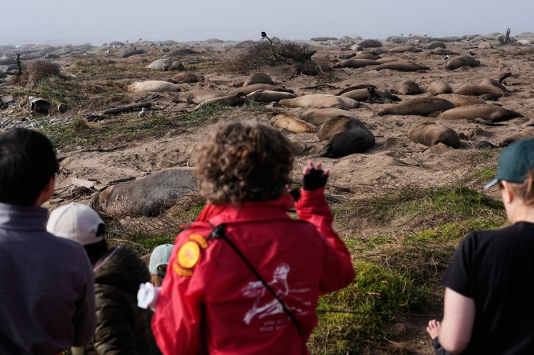 Elephant seals return to Año Nuevo State Park. Visitors watch battling bulls and 75-pound pups | iNFOnews.ca