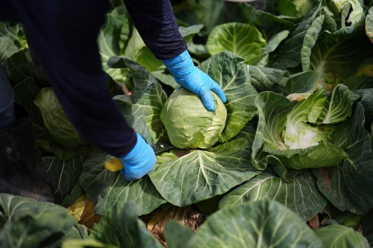 A recipe for avoiding 15 million deaths a year and climate disaster is fixing food, scientists say | iNFOnews.ca