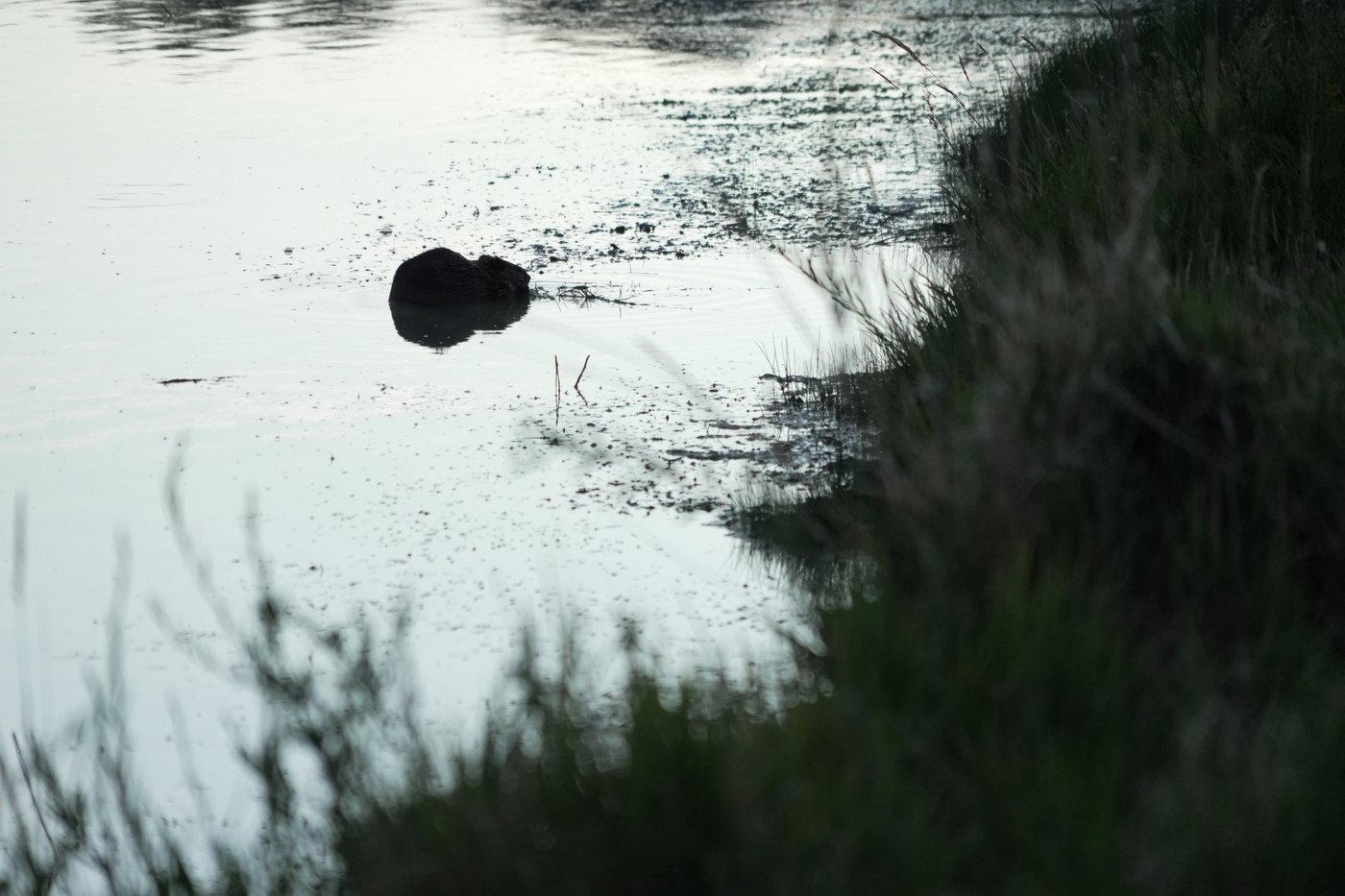 Bringing more beavers to watersheds is a powerful drought-fighting tool, experts say | iNFOnews.ca Bringing more beavers to watersheds is a powerful drought-fighting tool, experts say | iNFOnews.ca