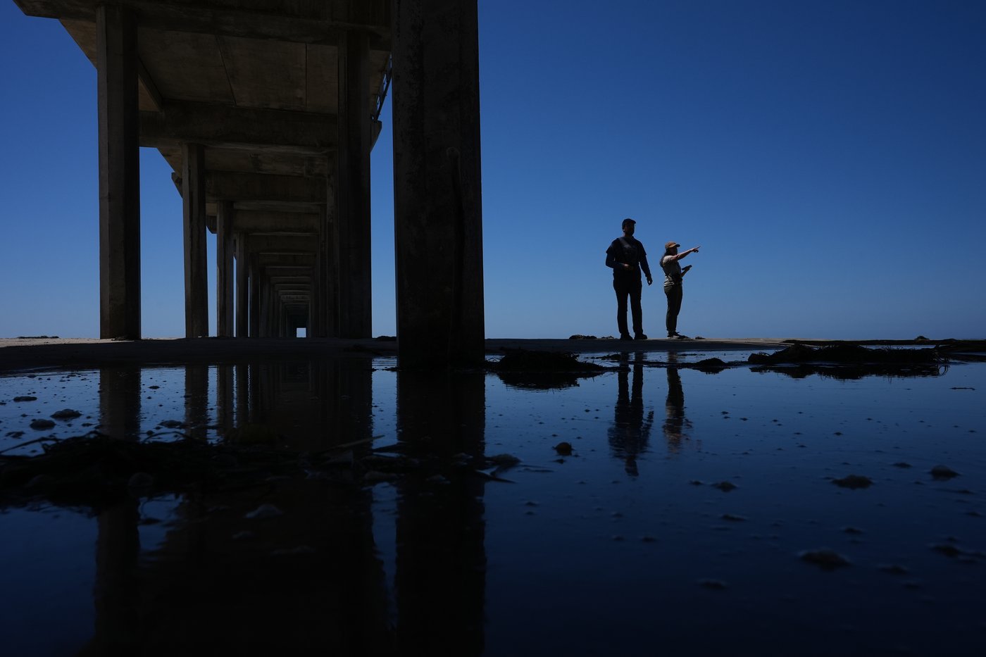 A marine heat wave caused seabird deaths off California. El Nino could worsen the die-off | iNFOnews.ca