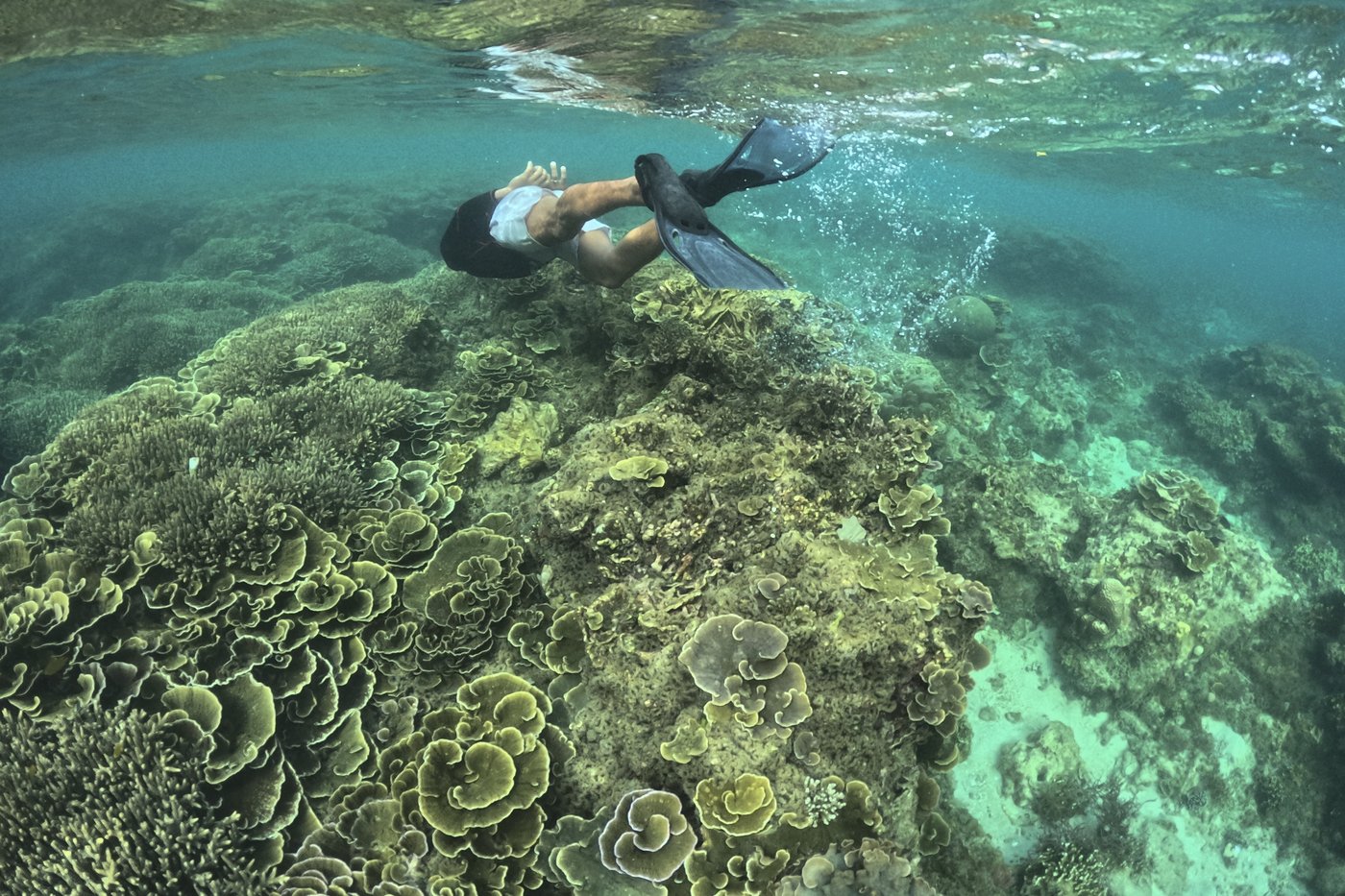 Fourth mass coral bleaching prompts UN emergency session at Colombia biodiversity summit | iNFOnews.ca