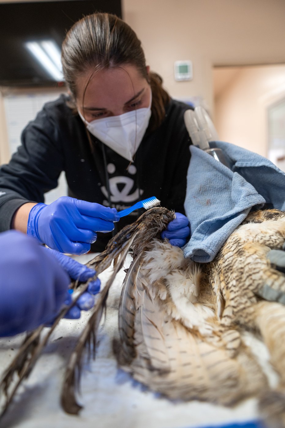 Owl partially covered in concrete is cleaned up and recovering after rescue in Utah | iNFOnews.ca