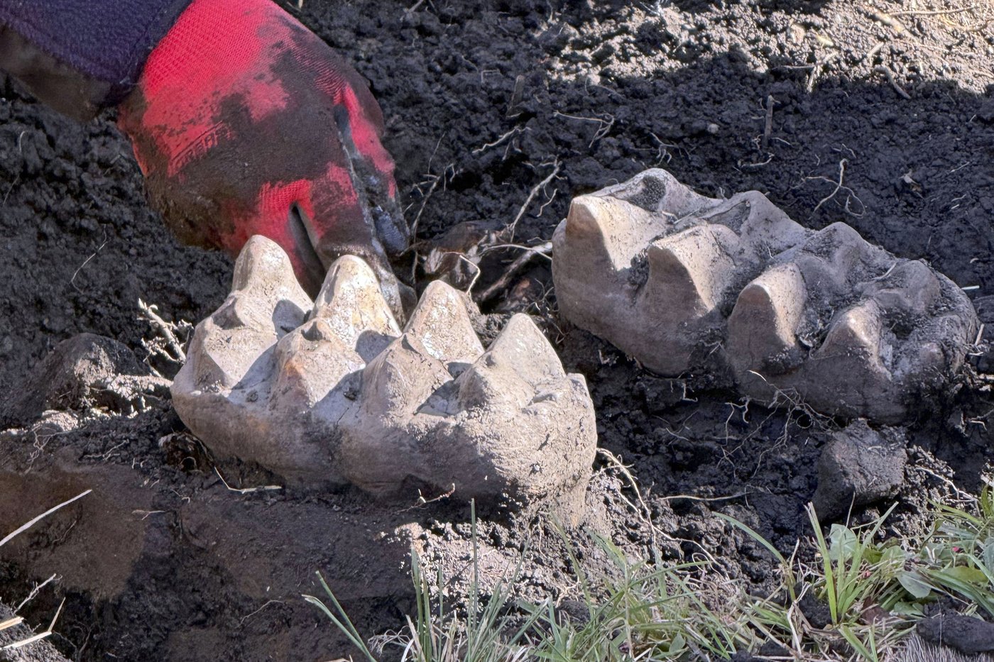 New York man finds mastodon jaw while gardening in his backyard | iNFOnews.ca