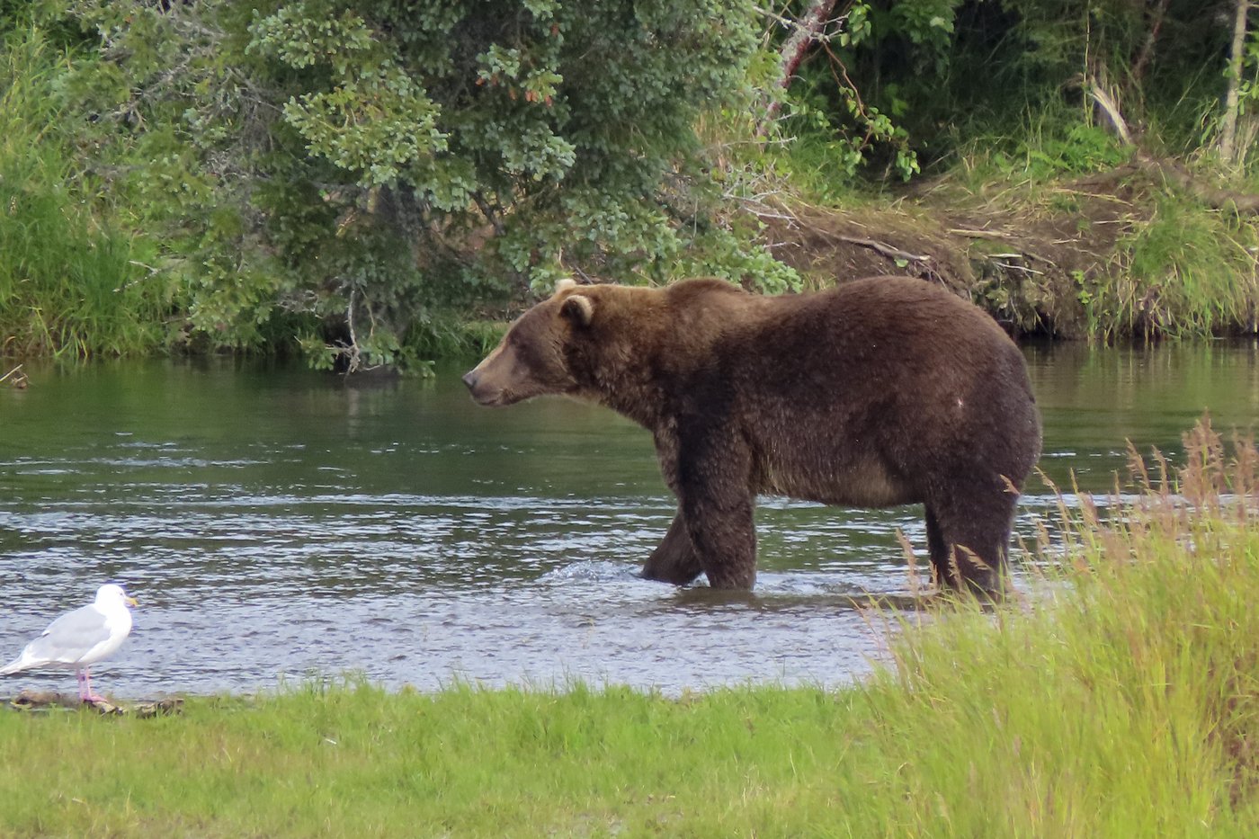 Online voting in Alaska's Fat Bear Week contest starts after an attack killed 1 contestant | iNFOnews.ca