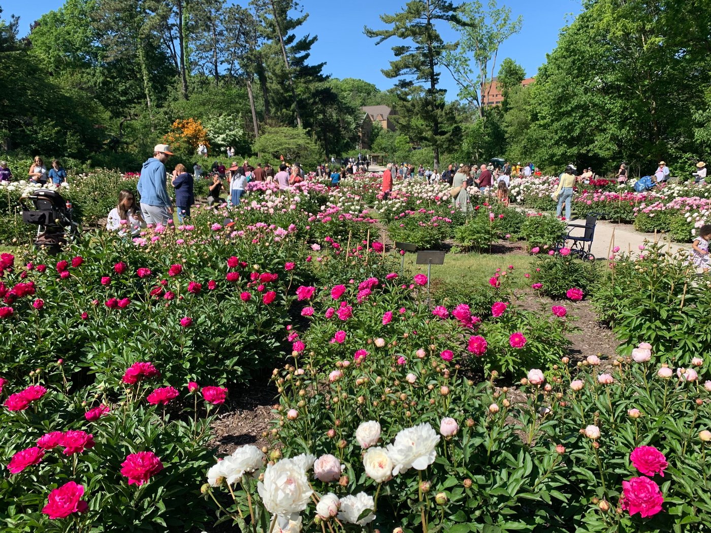 Tens of thousands are making annual peony pilgrimage to University of Michigan's garden | iNFOnews.ca Tens of thousands are making annual peony pilgrimage to University of Michigan's garden | iNFOnews.ca