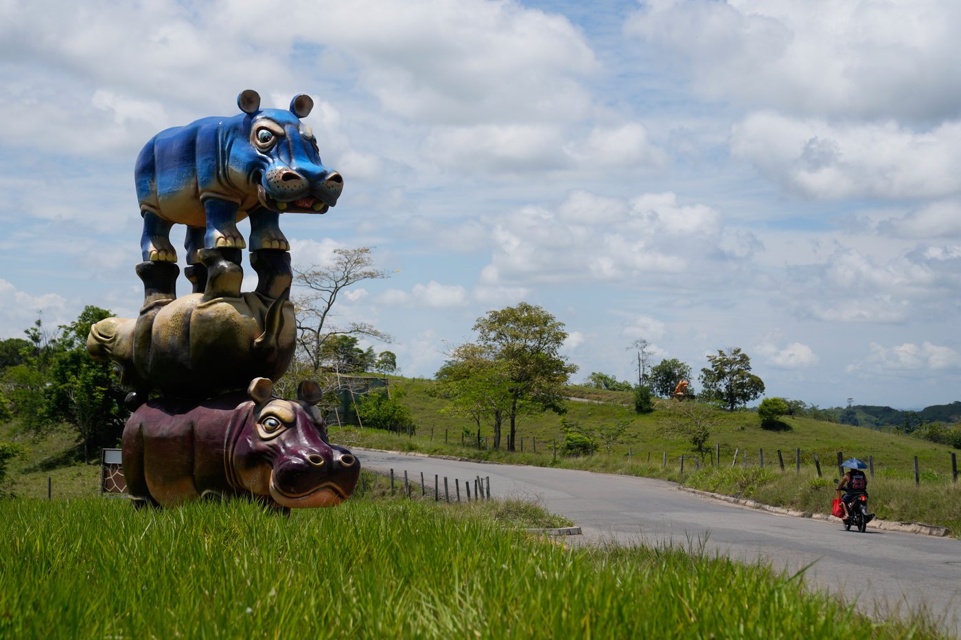 Photos show hippos introduced to Colombia by Pablo Escobar as the nation debates their fate | iNFOnews.ca