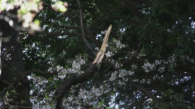 Collapse of Tokyo's aging cherry blossom trees during viewing season raises safety concerns | iNFOnews.ca