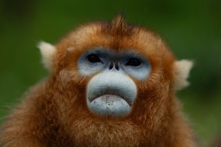 China's rare golden monkeys debut at European zoos, a possible successor to 'panda diplomacy' | iNFOnews.ca China's rare golden monkeys debut at European zoos, a possible successor to 'panda diplomacy' | iNFOnews.ca
