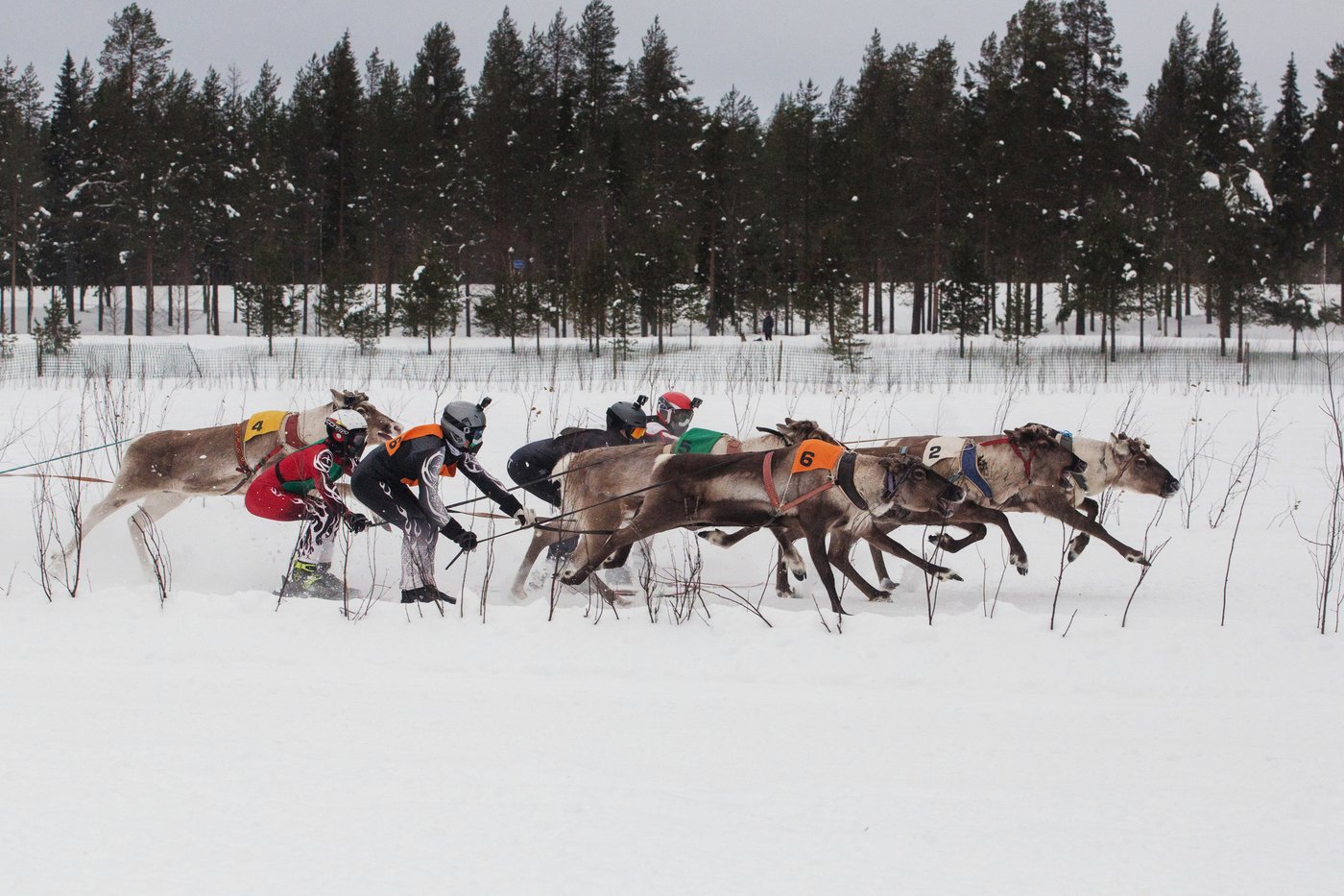 Photos show Salla Porocup reindeer sprint racing event in Finland | iNFOnews.ca