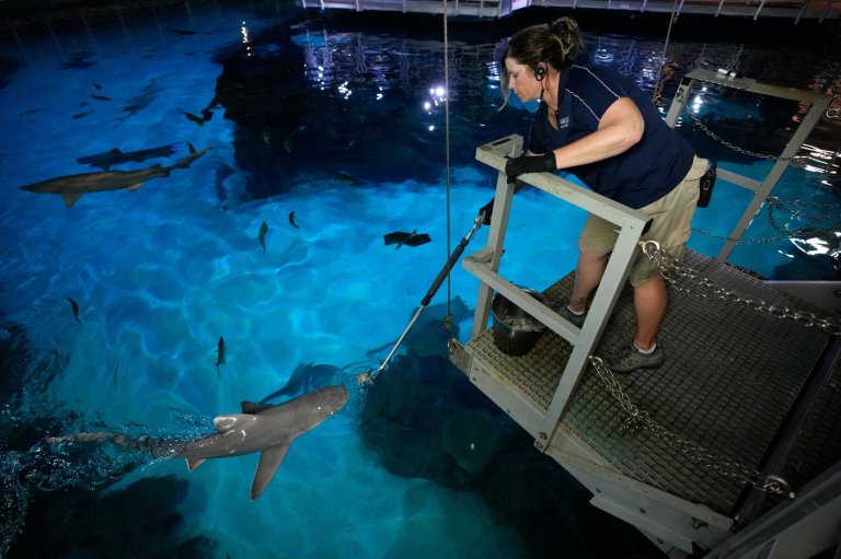 There are sharks in Las Vegas feasting on hundreds of pounds of fish every week | iNFOnews.ca