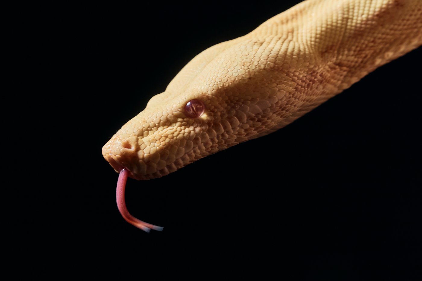 Photos show snakes auditioning for a role at New York’s Metropolitan Opera | iNFOnews.ca