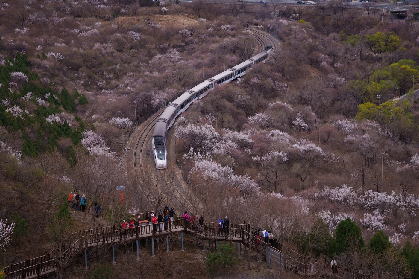 A world in bloom: Spring flowers unfold from Tokyo to Mexico, in photos | iNFOnews.ca