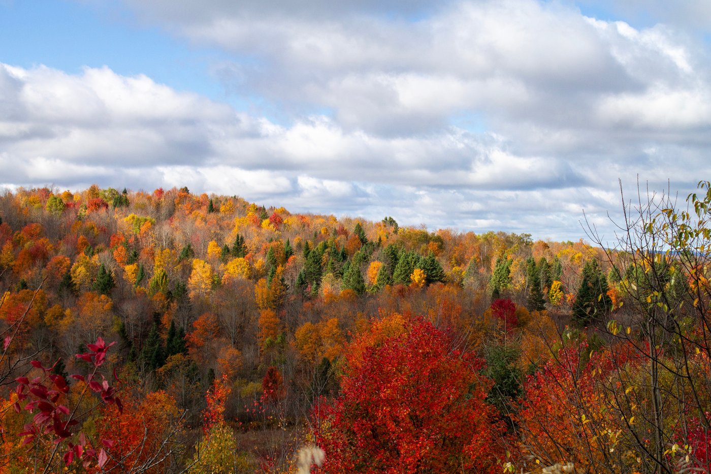 Leaf-peeping season hampered by drought: Fall foliage dropping sooner, showing less color | iNFOnews.ca Leaf-peeping season hampered by drought: Fall foliage dropping sooner, showing less color | iNFOnews.ca