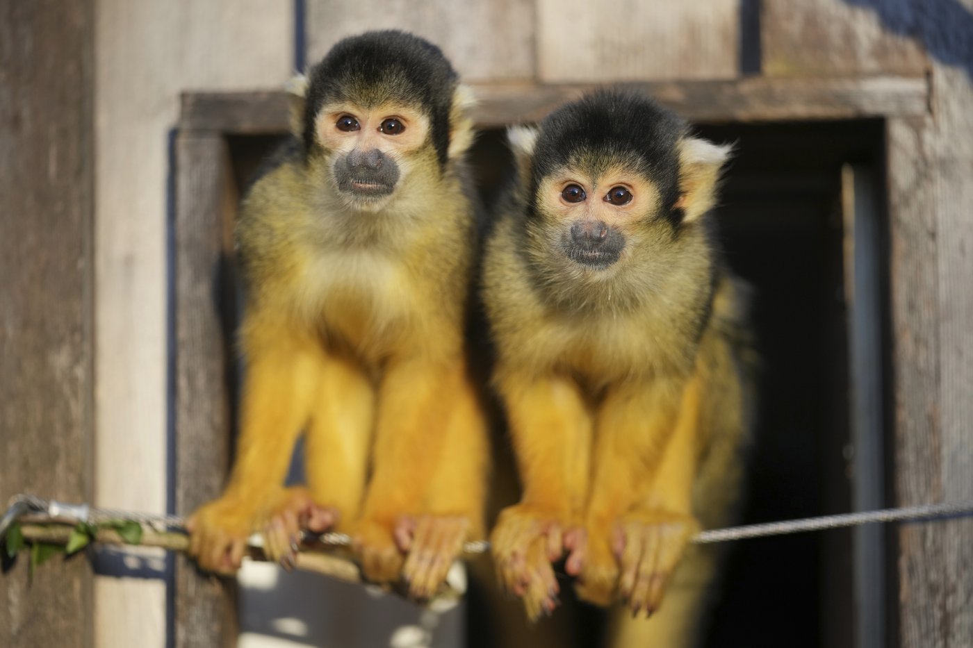 London Zoo's residents are counted in their annual stocktake, including 2 baby gorillas | iNFOnews.ca