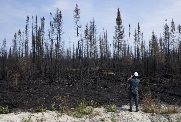 Fact File: Does banning glyphosate-based herbicides prevent wildfires? Here's what we know | iNFOnews.ca
