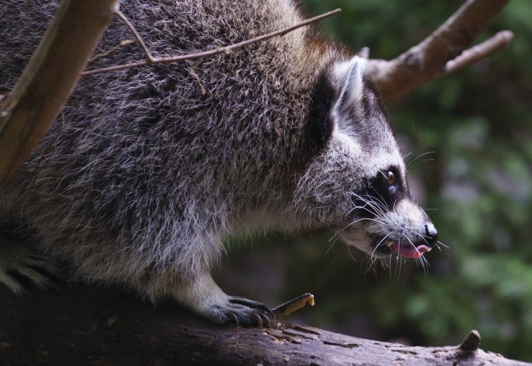 Raccoon rabies outbreak still growing, Quebec public health officials say | iNFOnews.ca