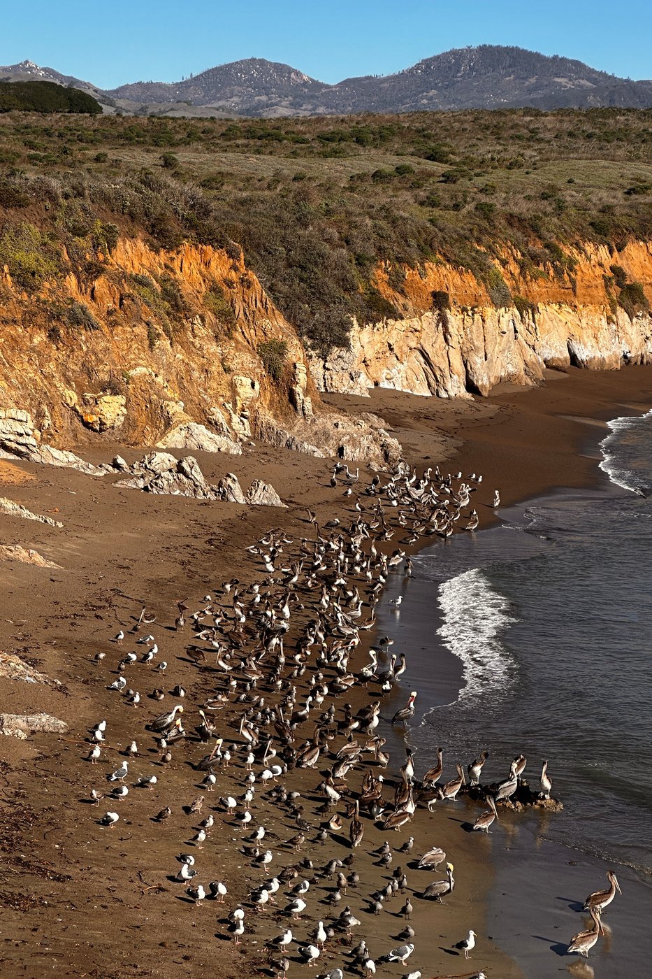 A brown pelican 'feeding frenzy' is an encouraging sign for the often-struggling large seabirds | iNFOnews.ca