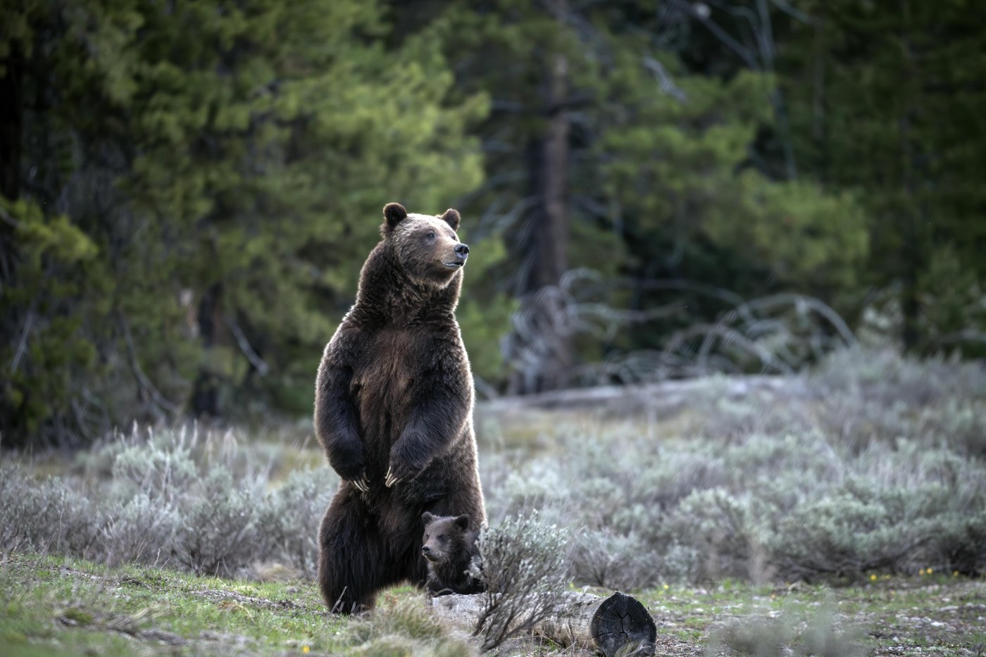 A cub of famous Wyoming grizzly No. 399 has been unseen since his mom's death but odds look good | iNFOnews.ca