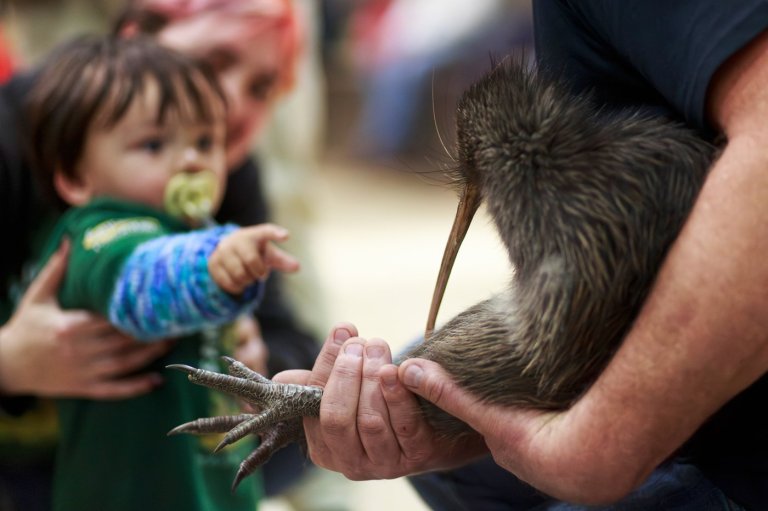 A citizen campaign returns iconic kiwi birds to New Zealand's capital after a century-long absence | iNFOnews.ca