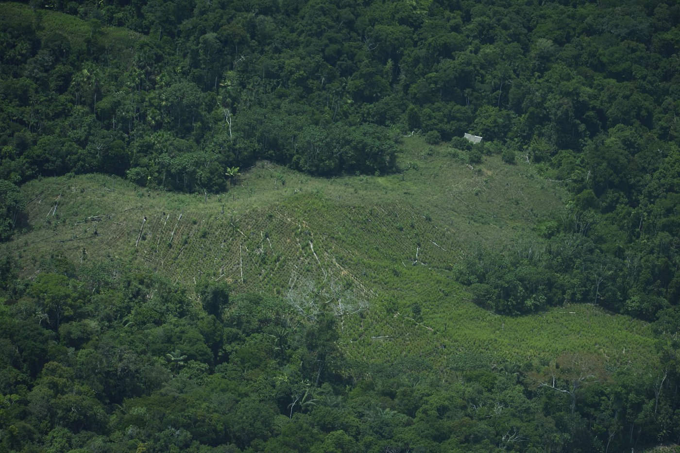 Peru rejects creation of Amazon reserve to protect uncontacted tribes, drawing Indigenous outcry | iNFOnews.ca