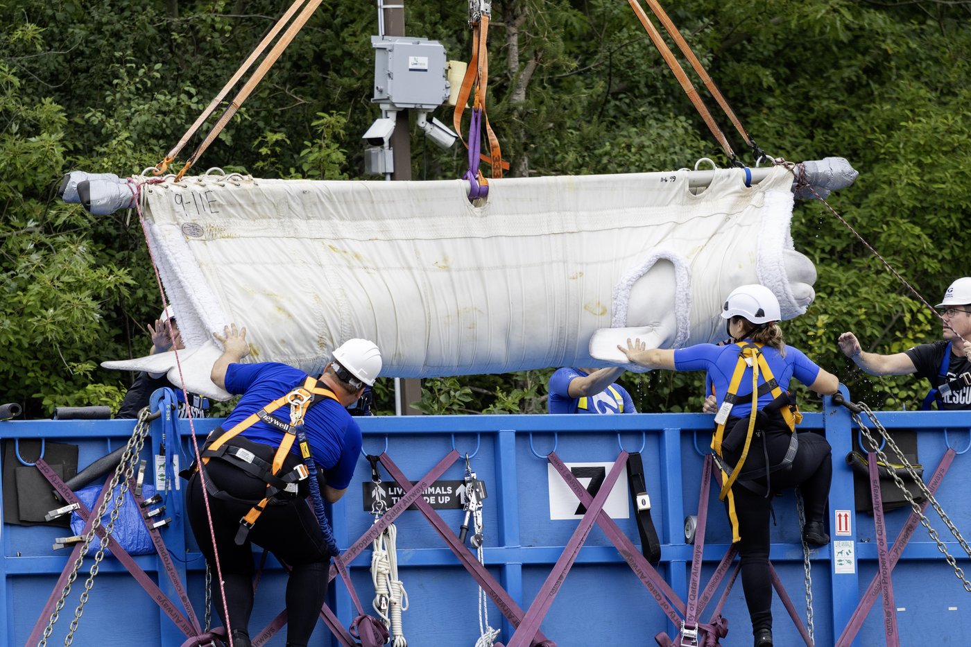 Another six whales being moved out of Marineland, headed to U.S. aquariums | iNFOnews.ca Another six whales being moved out of Marineland, headed to U.S. aquariums | iNFOnews.ca