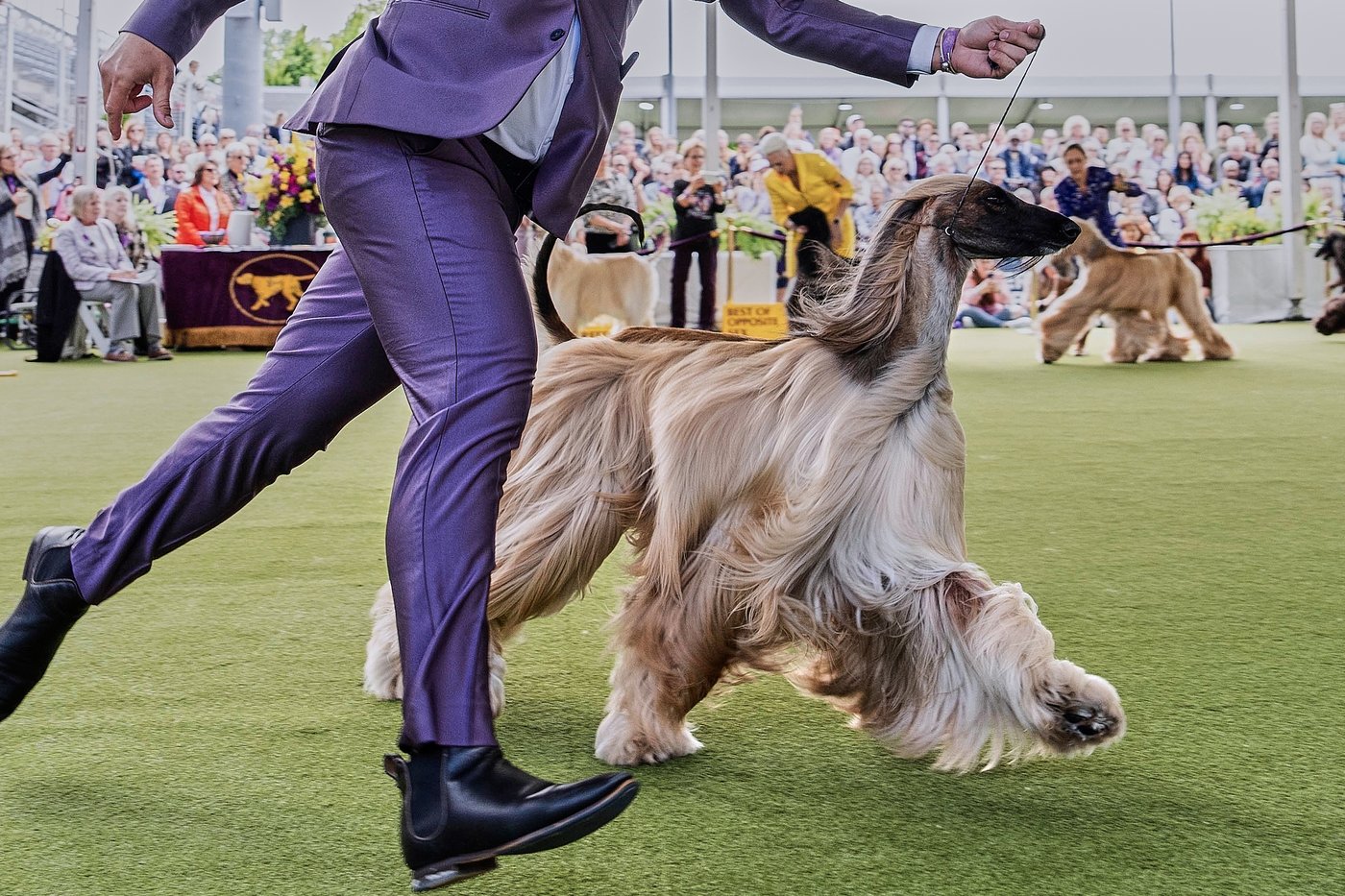 Dog Show 101: What to know about the 150th Westminster show | iNFOnews.ca