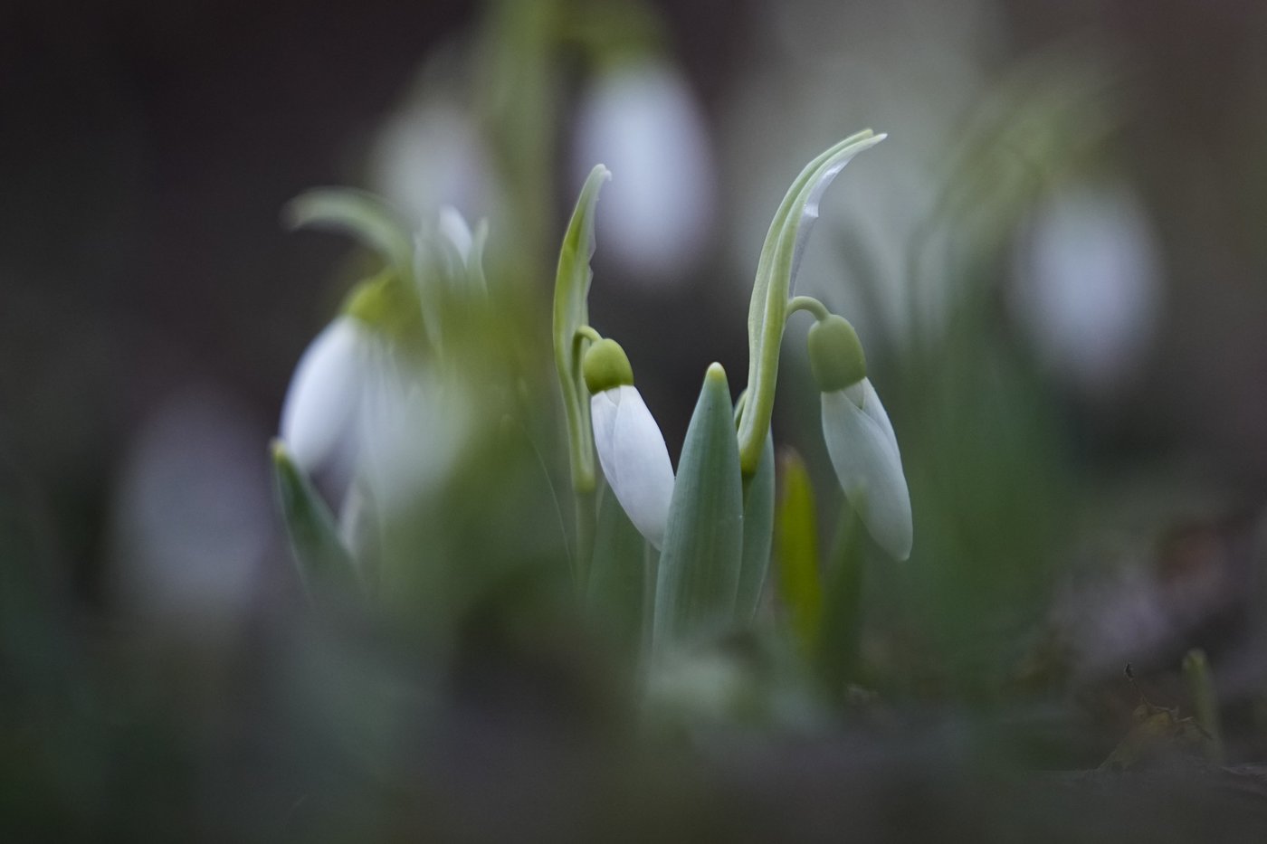 Russia comes in from the cold, with flowers blooming around Moscow in January | iNFOnews.ca Russia comes in from the cold, with flowers blooming around Moscow in January | iNFOnews.ca