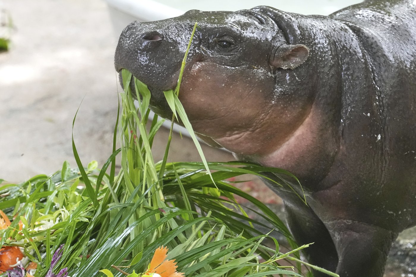 Thousands celebrate baby hippo Moo Deng's first birthday at a Thailand zoo | iNFOnews.ca
