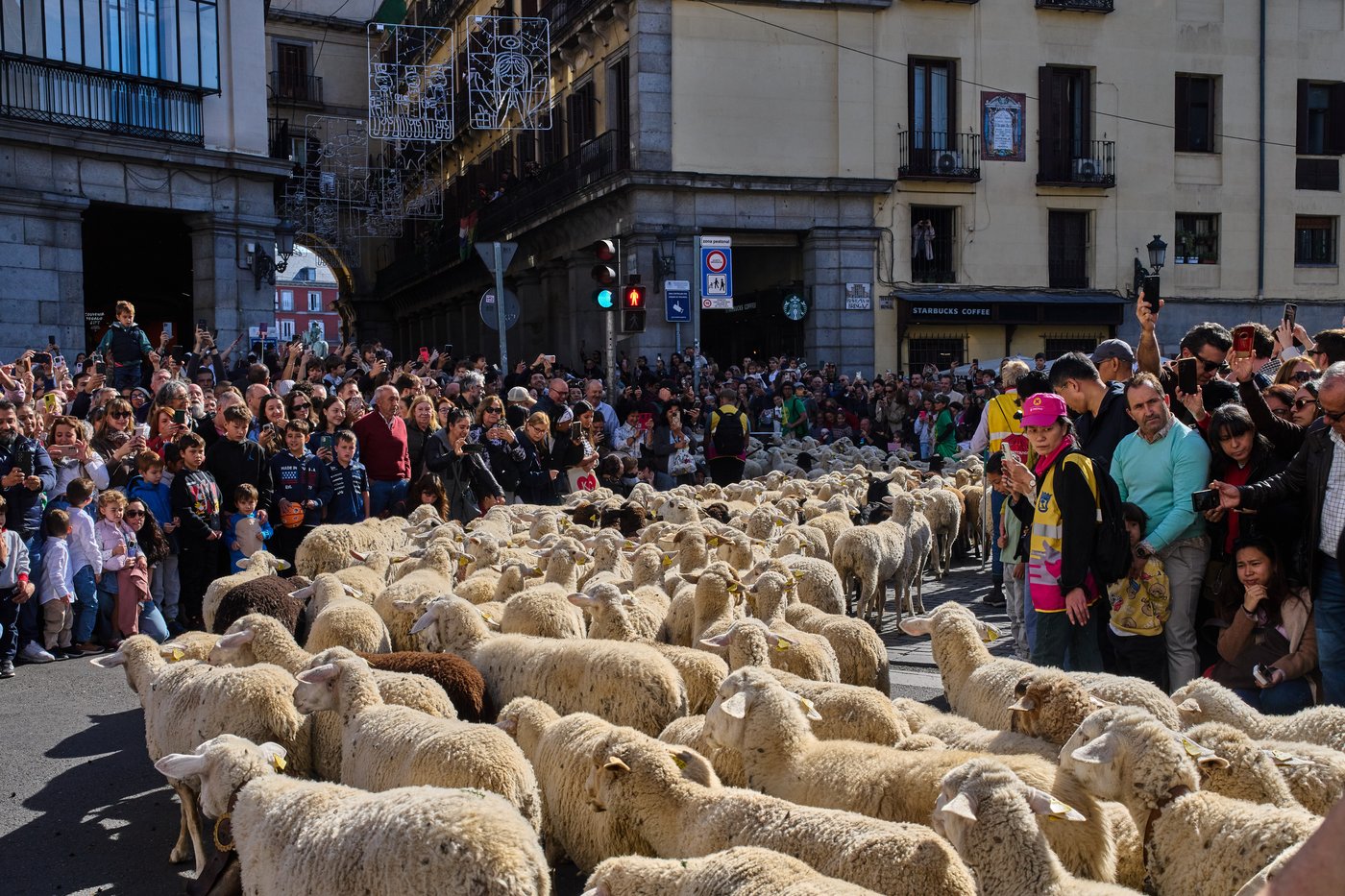 Madrid festival reroutes thousands of sheep to avoid housing protest camp | iNFOnews.ca