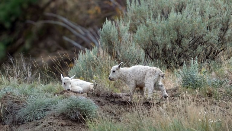 Status of 'iconic' mountain goats living near evacuated B.C. community is uncertain | iNFOnews.ca