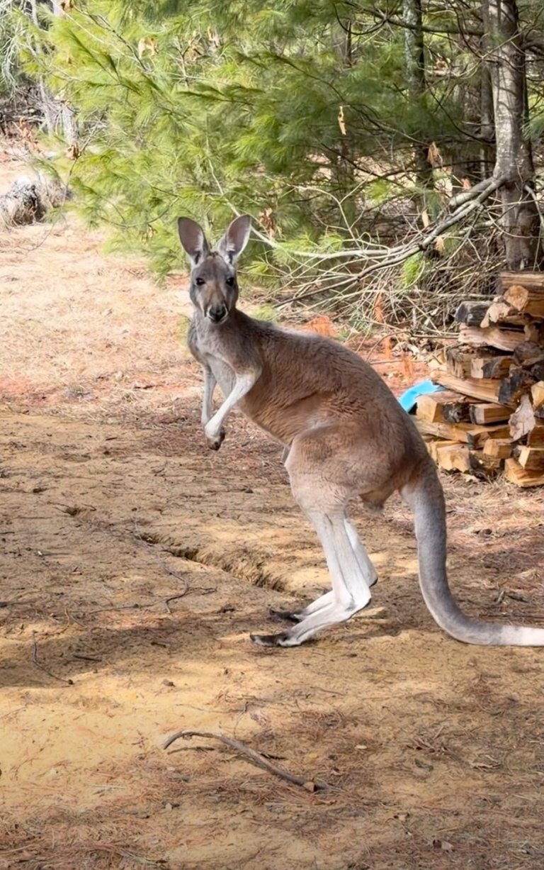 Chesney the kangaroo scales tall fence and flees petting zoo for three days on the lam | iNFOnews.ca
