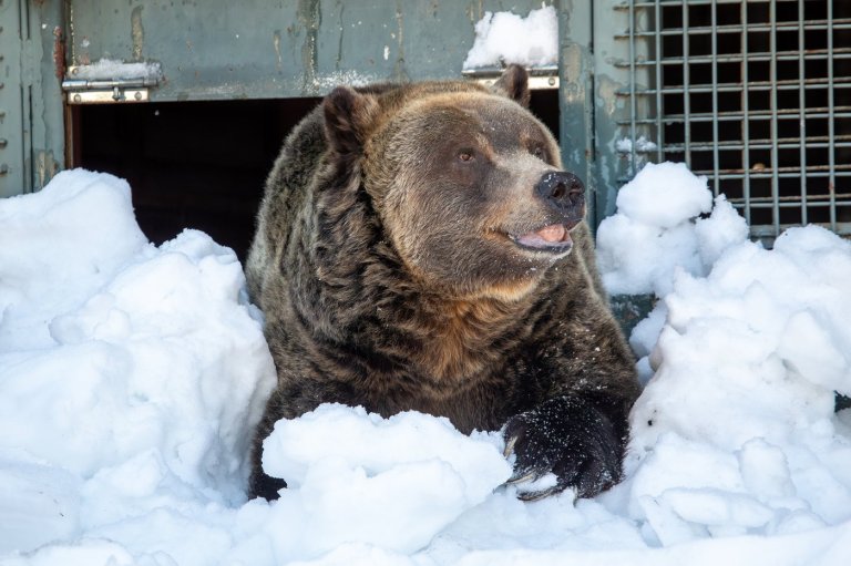 Grinder, one of two beloved grizzly bears on Grouse Mountain, dies | iNFOnews.ca