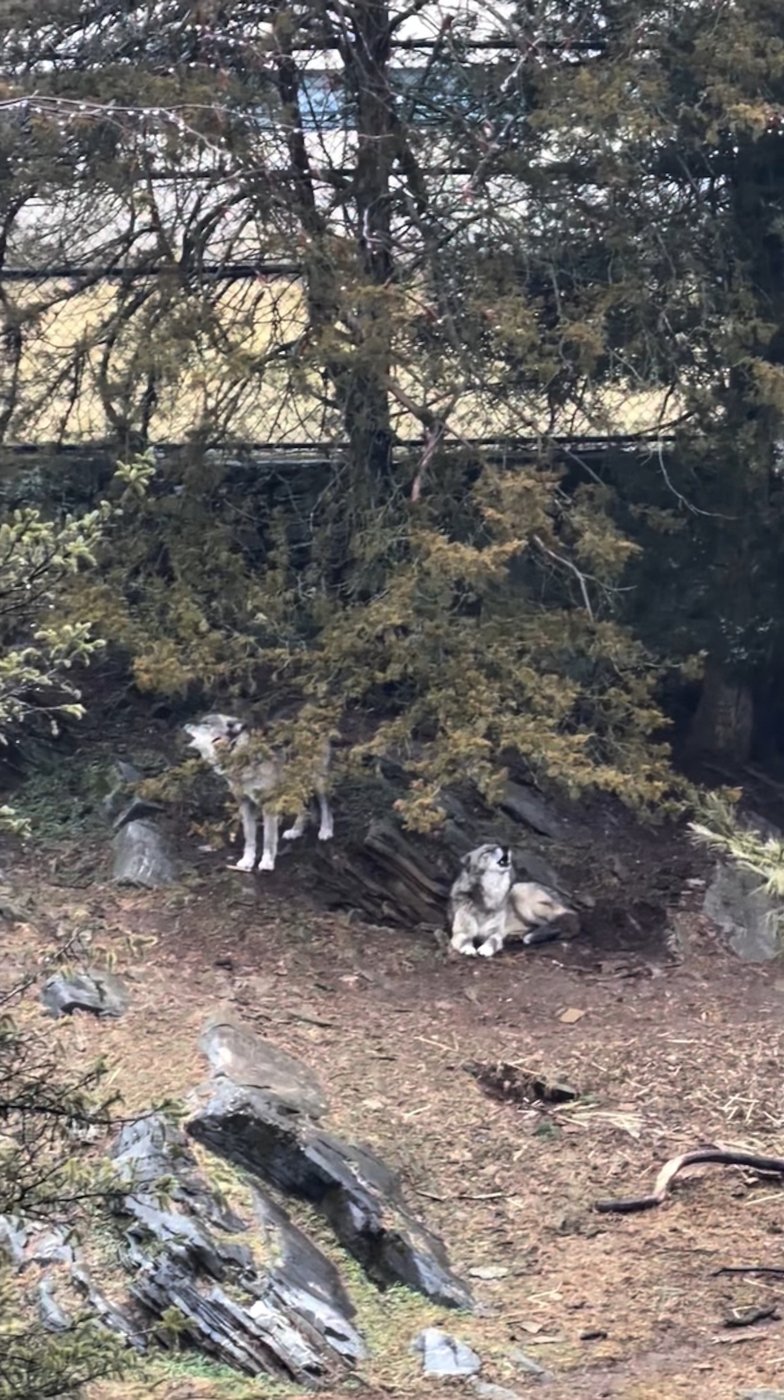 Parents charged after toddler slips into wolf area and gets hurt at Hersheypark zoo | iNFOnews.ca Parents charged after toddler slips into wolf area and gets hurt at Hersheypark zoo | iNFOnews.ca