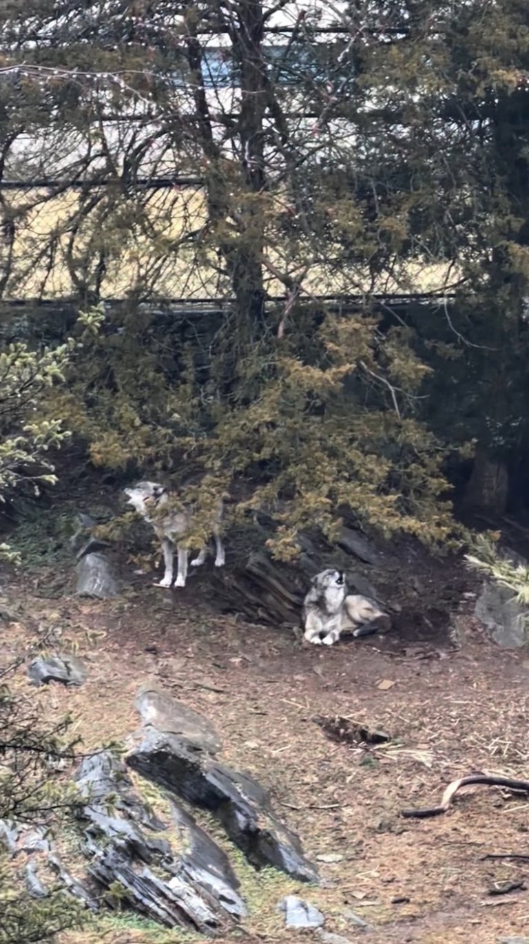 Parents charged after toddler slips into wolf area and gets hurt at Hersheypark zoo | iNFOnews.ca