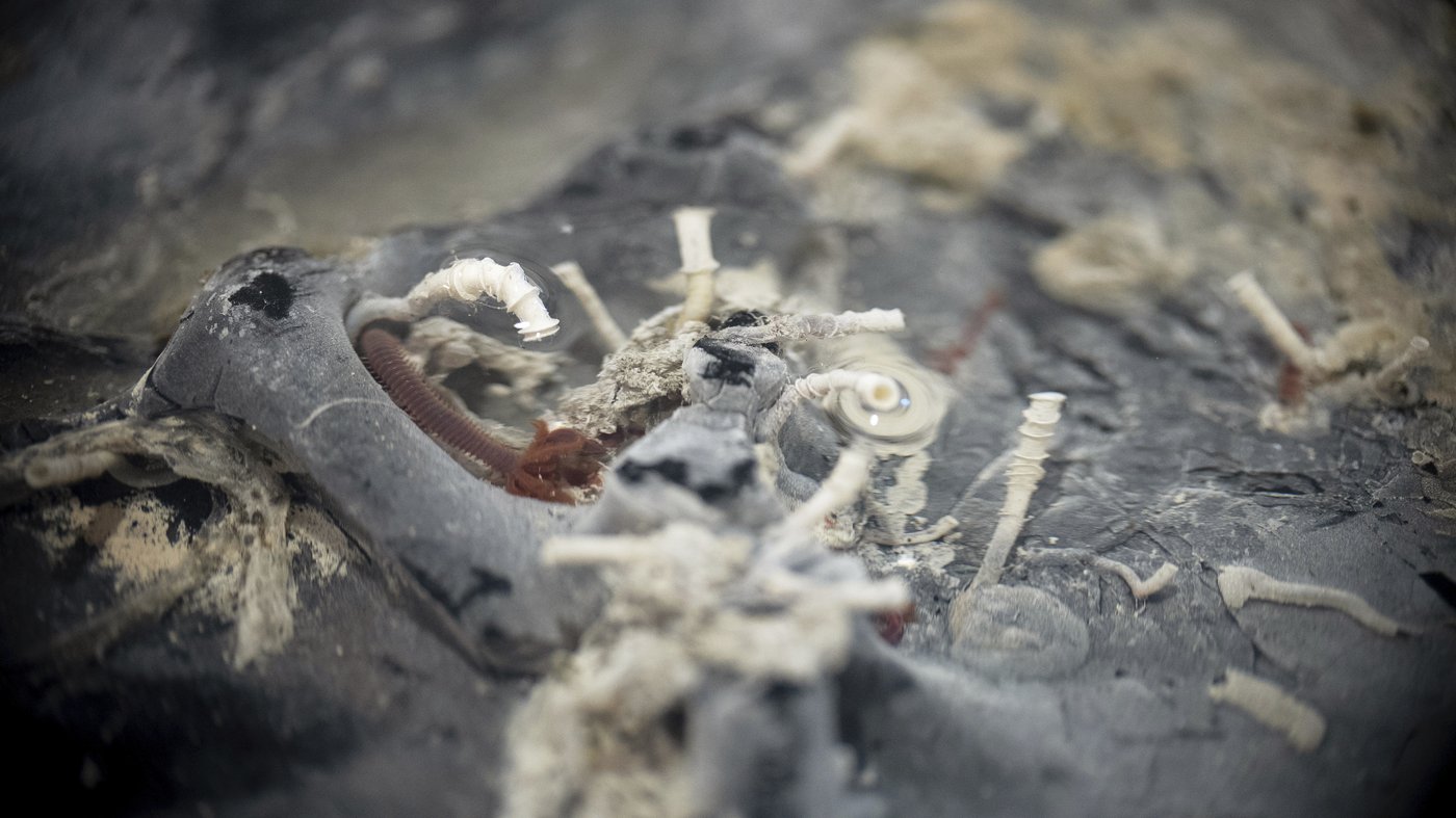 Tubeworms, snails and other weird creatures found under the seafloor | iNFOnews.ca