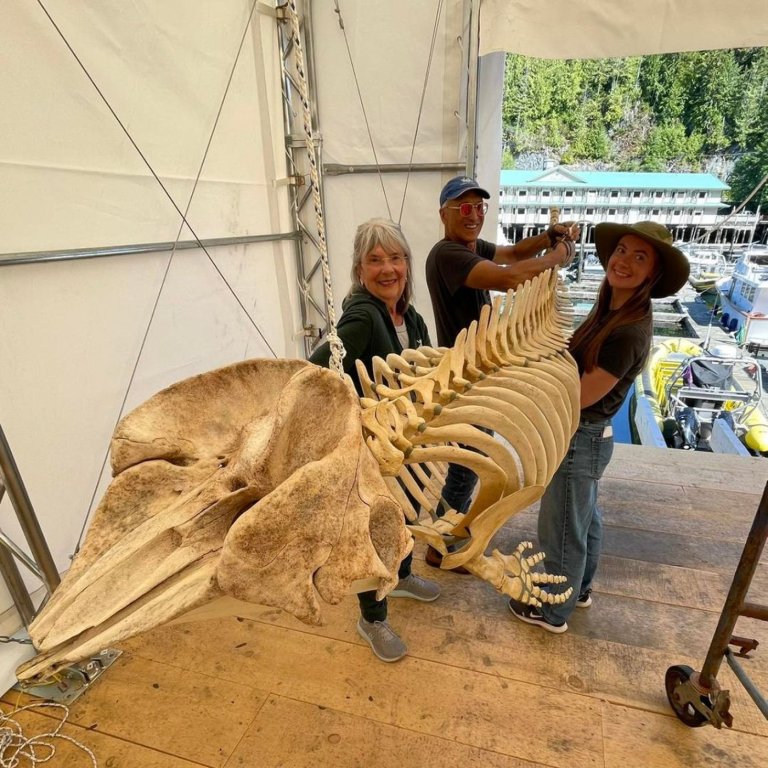 Northern lights inspire recovery in Telegraph Cove, B.C., year after devastating fire | iNFOnews.ca