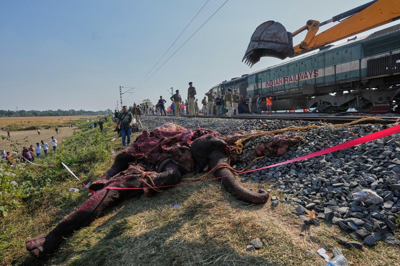 High-speed passenger train kills 7 elephants crossing railway tracks in northeast India | iNFOnews.ca