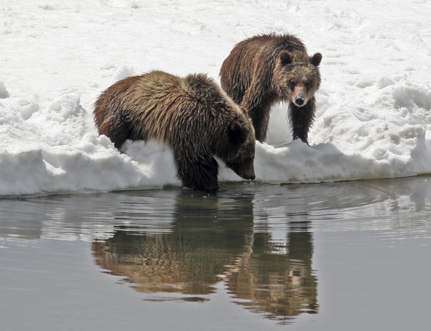 Vigil held for Grizzly No. 399, the beloved Grand Teton bear who was killed by a vehicle | iNFOnews.ca
