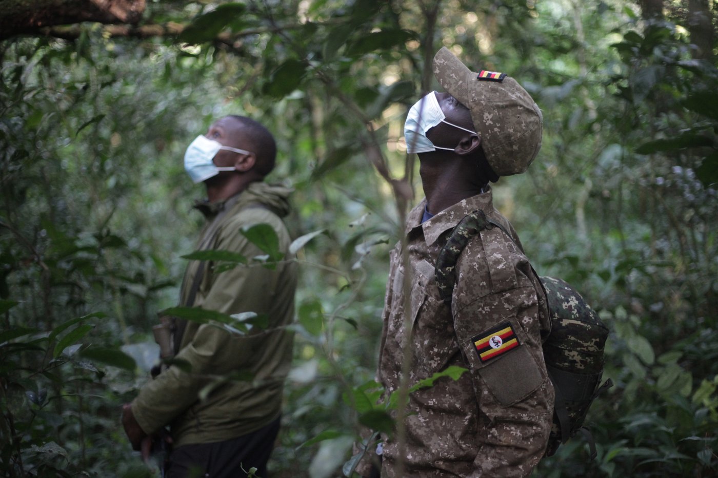 Conservationists connect with chimps in a Ugandan rainforest as they seek a sense of communion | iNFOnews.ca