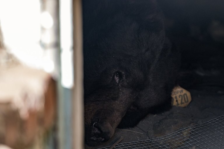 Southern California man gets an unwanted housemate: A black bear in his crawl space | iNFOnews.ca