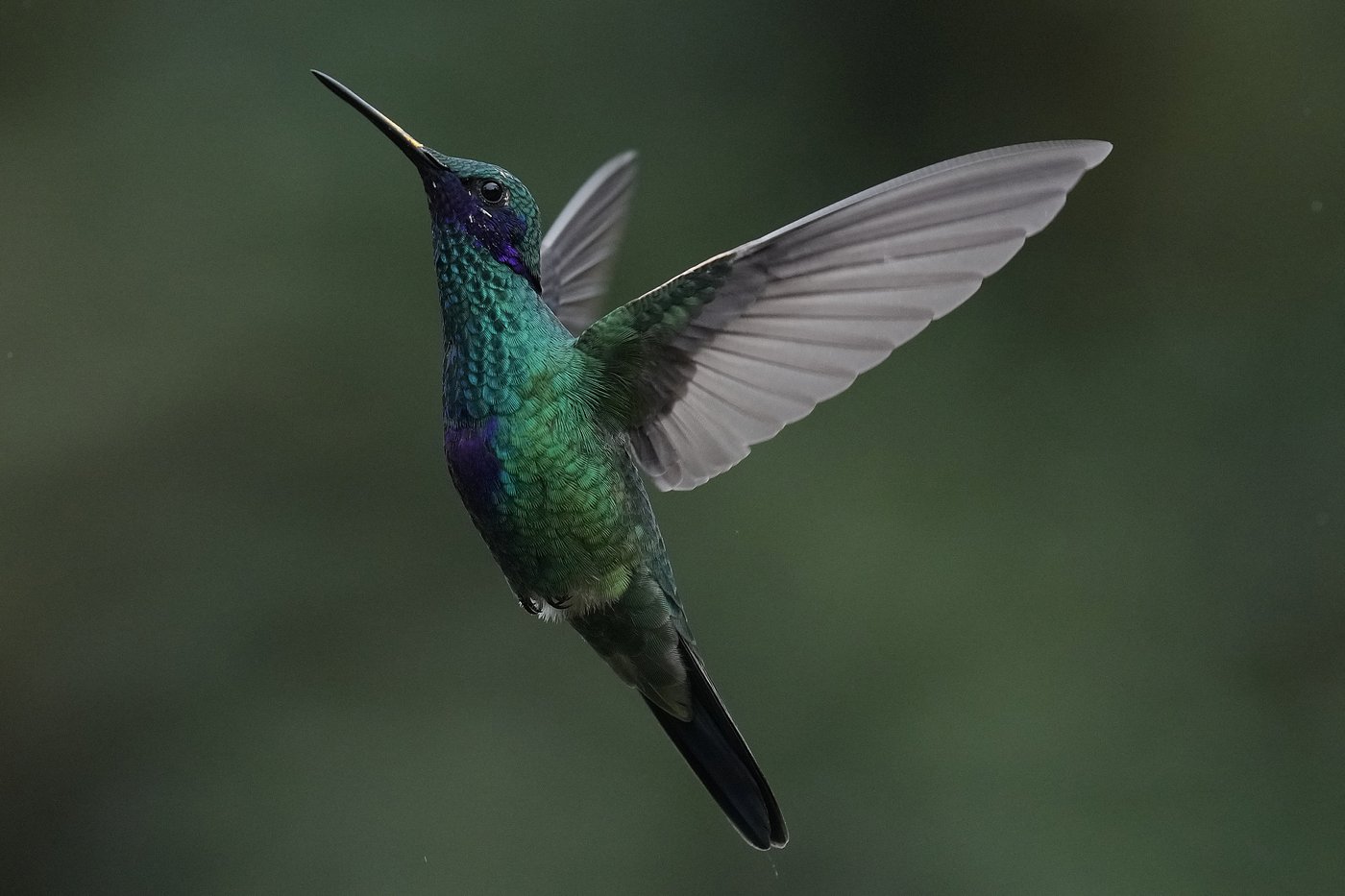 An ancient forest in Ecuador is the last stand for a tiny hummingbird facing extinction | iNFOnews.ca An ancient forest in Ecuador is the last stand for a tiny hummingbird facing extinction | iNFOnews.ca
