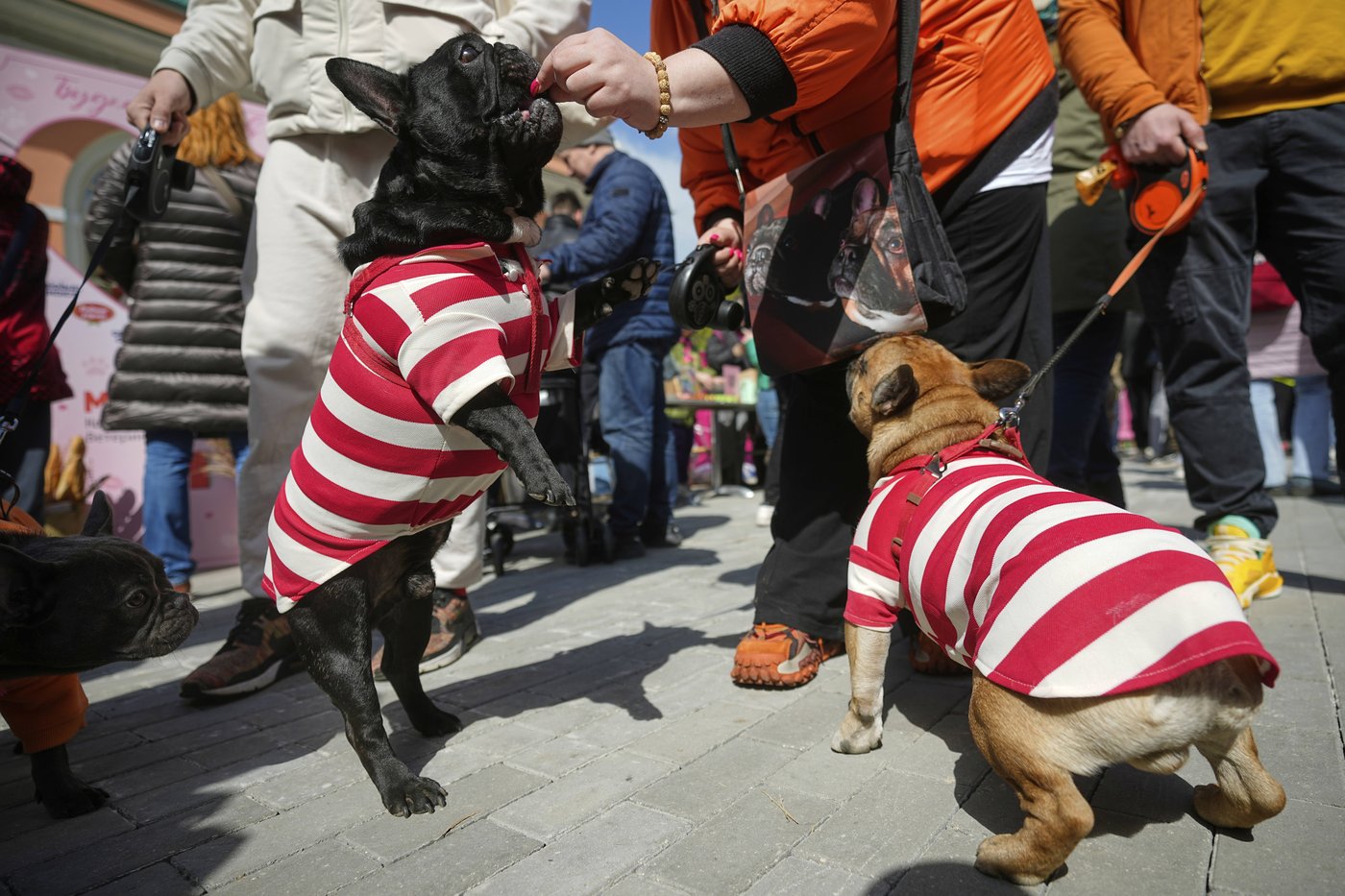 PHOTO COLLECTION: Russia French Bulldogs Parade | iNFOnews.ca PHOTO COLLECTION: Russia French Bulldogs Parade | iNFOnews.ca